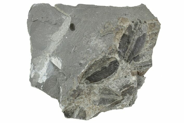 Plate of Ordovician Graptolite (Phyllograptus) Fossils - Utah #238869